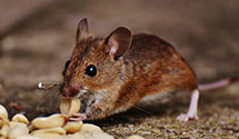 24 Hour & Emergency Exterminators in Greenleaf, KS